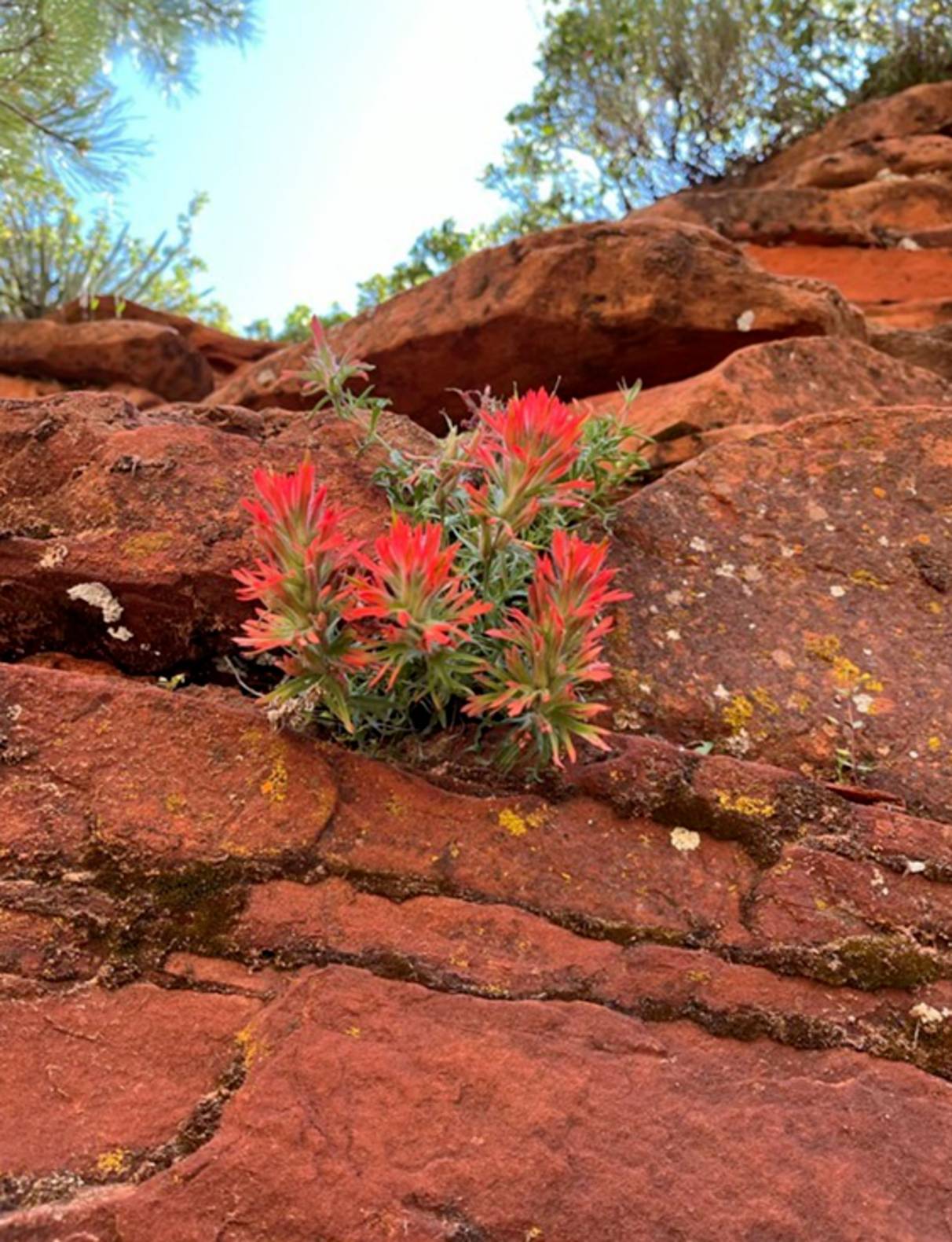 Photo of a red spikey desert flower